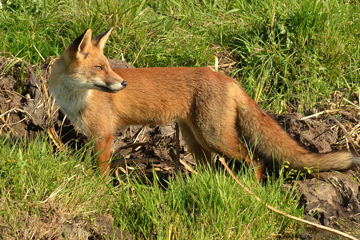 fox in grass looking back